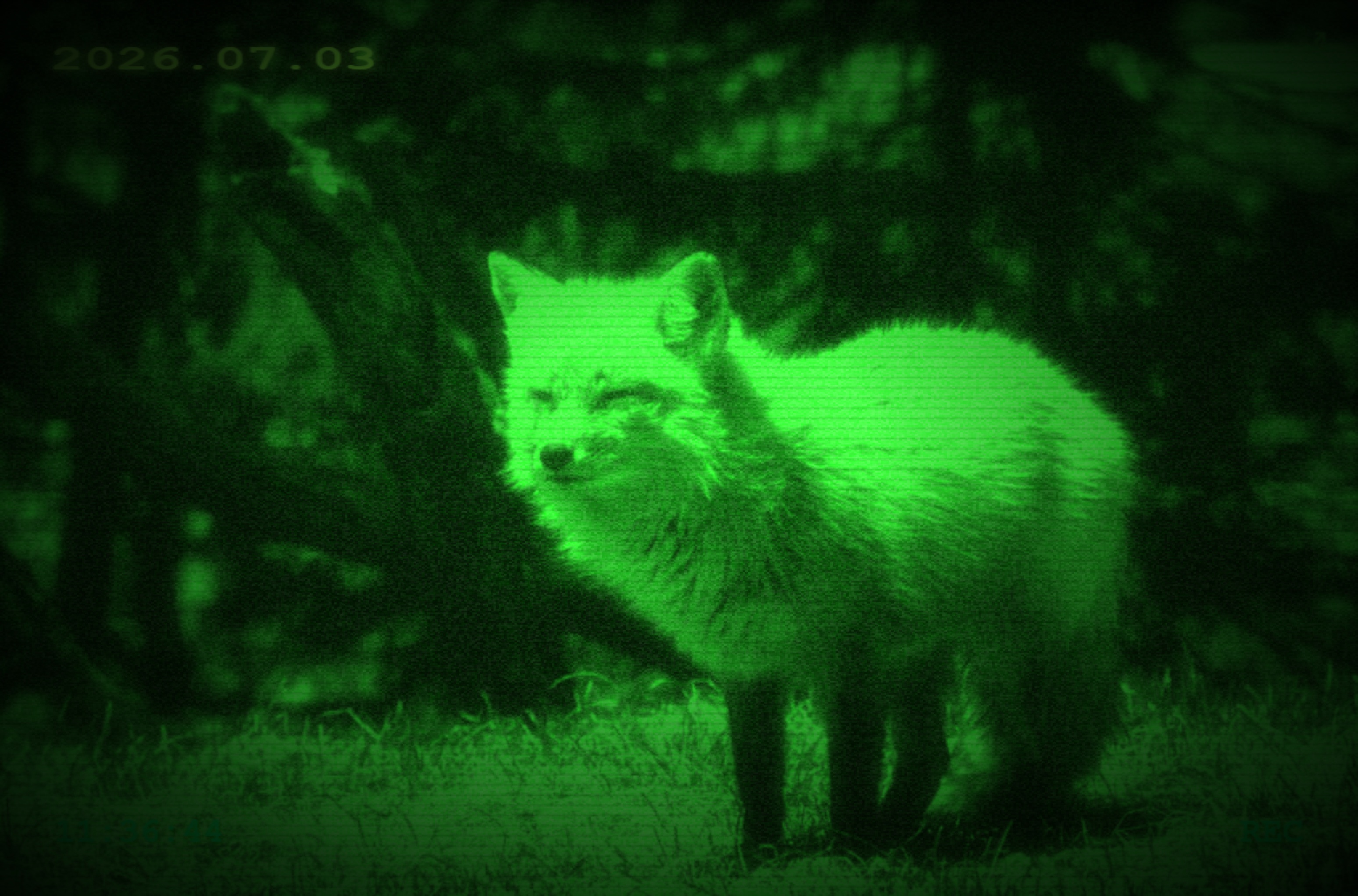 Fox in the wild
